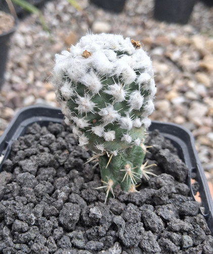 Pediocactus winkleri wayne - pediocactus,