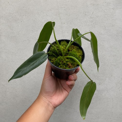 Philodendron spiritus sancti - spiritus,