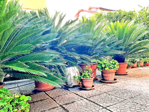 Palma cycas trentennale alta - palma,