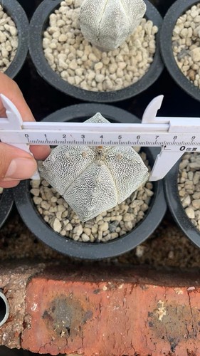 1pz rara pianta cactus - rara,