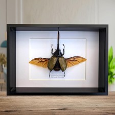 Dynastes hercules lychyi