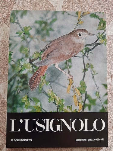 Usignolo sernagiotto - ,