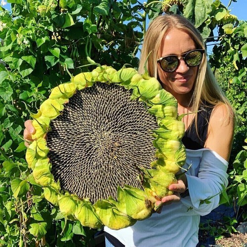 Semi girasole gigante - semi,