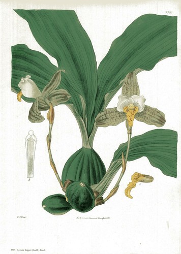 Lycaste deppei lindl - lycaste,
