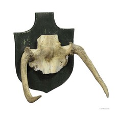 Raro Trofeo di un Alce