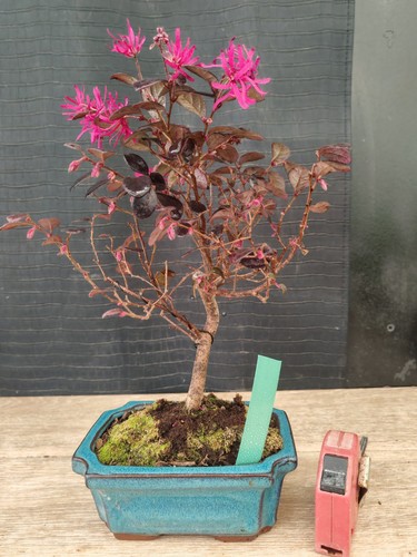 Bonsai loropetalo 33 cm - bonsai,