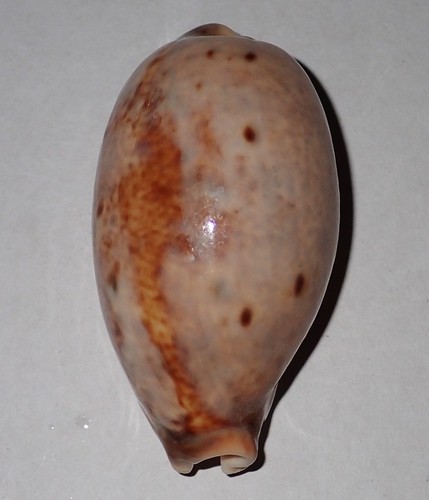 Huge cypraea lynx - 65, cowrie