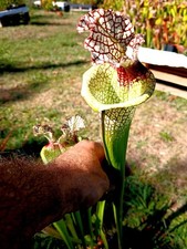 sarracenia x moorei "Wilkerson