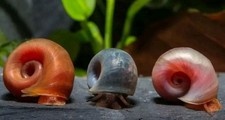 15 lumache acquario Planorbarius, Mangia Alghe,LumacaAcquarioTropicale,Laghetto 