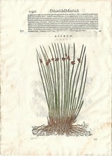 Stampa antica MATTIOLI