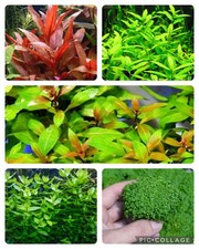 PIANTE  PIANTA LOTTO ACQUARIO : CRESCITA RAPIDA, OSSIGENANTI, ROSSE, PRATINO