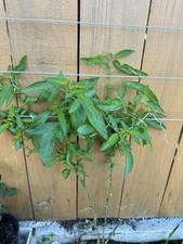 Pepino melon fruit stem - melon,