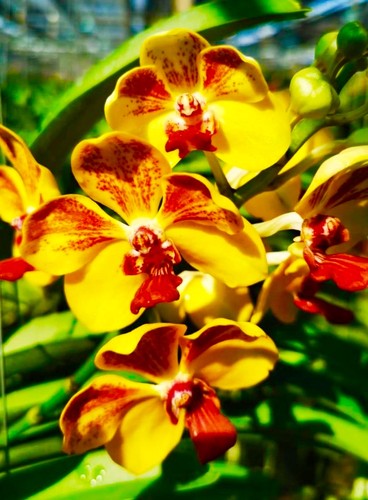 Vanda golden vulcan nuovo - golden,