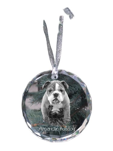 American bulldog americano - american,
