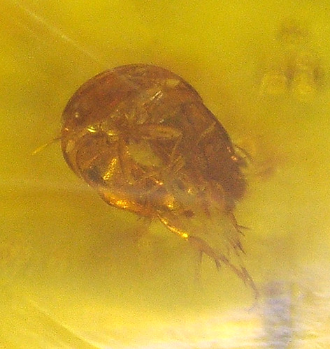 Unico scarabeo granchio - , ferro