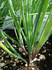 ERBA CIPOLLINA  Allium schoenoprasum L 500 SEMI GRAMMO