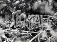 Foto vintage Uccelli, Mamma uccello cova le uova, Stampa 21 x 15cm