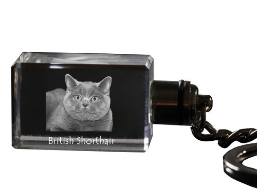 Britisch kurzhaar orologio - britisch,