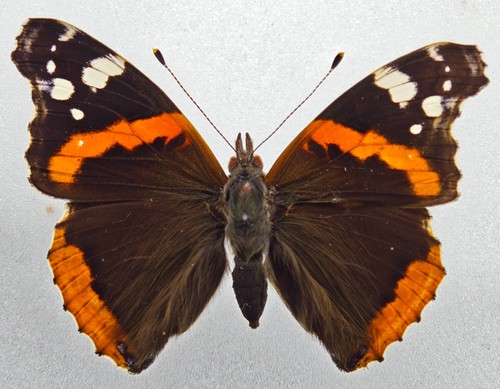 Nymphalidae vanessa atalanta - nymphalidae,
