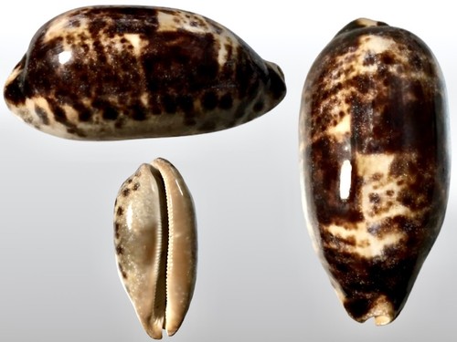 Cypraea testudinaria penang - cypraea,
