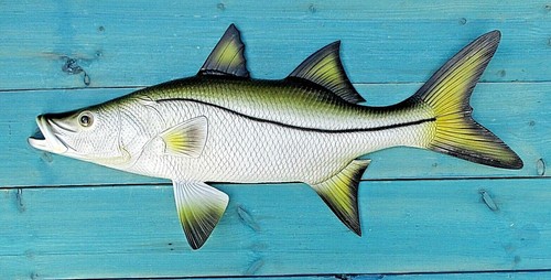 Snook robalo dipinto - dipinto, a