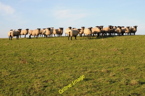 Photo 6x4 flock sheep - 6x4,