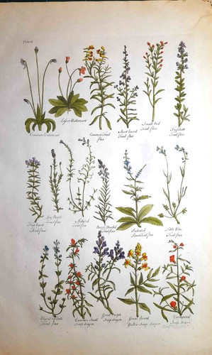 Stampa antica botanica erbario - stampa,
