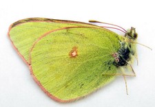 Colias hyperborea kurnakovi