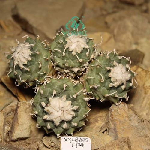 Rara pianta turbinicarpus - pianta,