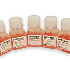 Invitrogen Accutase Enzima