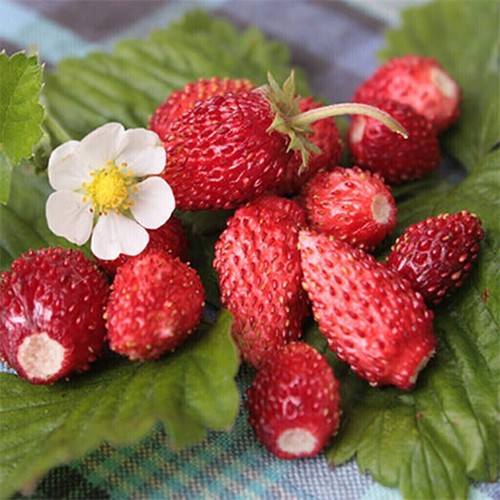 Ali baba fragola - ali,