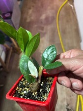 Zamioculcas zamiifolia ""Akebono"" - Pianta variegata ZZ rara e...
