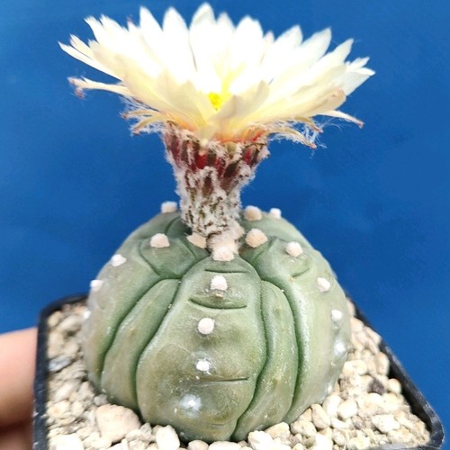 Astrophytum asterias