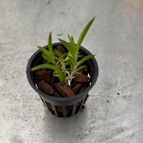 Tolumnia sylvestris x - tolumnia, (sylvestris