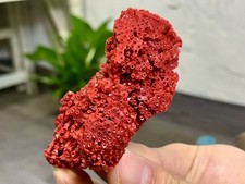 Grappolo di barriera corallina