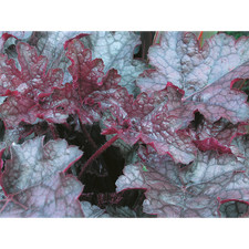 Heuchera "Ametista Mista" -