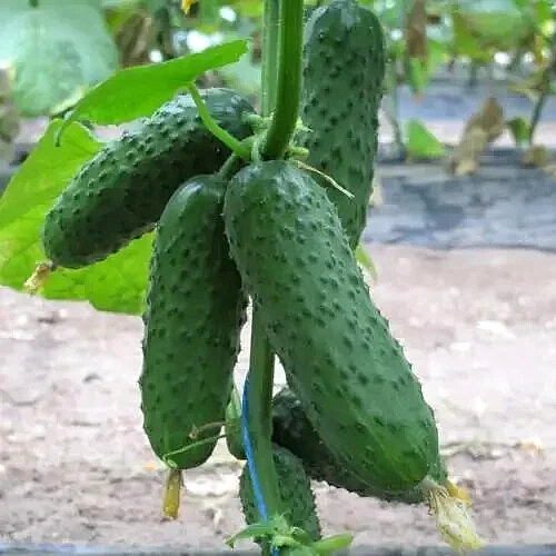 100 semi cetriolo barvina - 100,