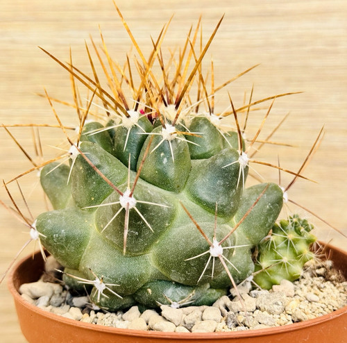 Thelocactus conothelos subs