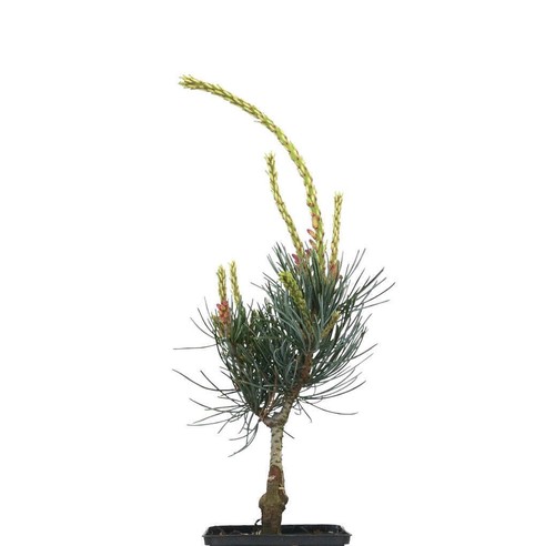Pinus parviflora japanese - pinus,