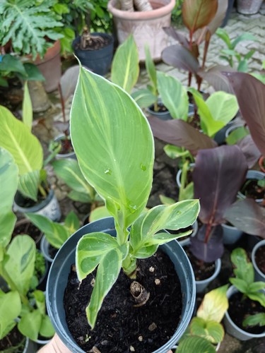Pianta canna tenerife - canna,
