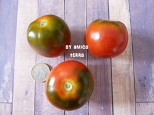 VERO POMODORO CAMONE - 100 SEMI BIO SELEZIONATI - VARIETA' BUONISSIMA
