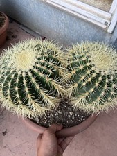Echinocactus grusonii multi - grusonii,