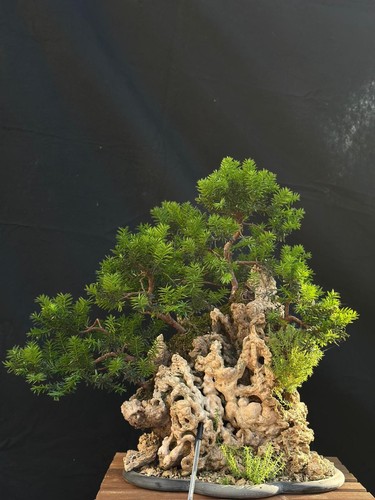 Bonsai tasso - bonsai,