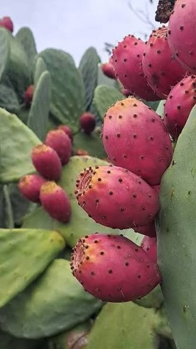 Opuntia prickly pear - prickly,