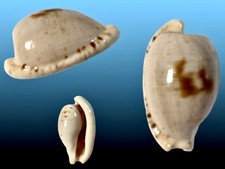 Cypraea, Cypraeovula