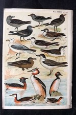 Gordon C1900 Bird Print