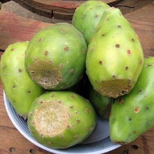 Opuntia lasiacantha nopal - y,