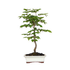 KENTIS - Bonsai di Carpino - Carpinus Betulus - H 35/40 cm Vaso in Ceramica 19