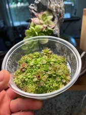 Pinguicula Johanna- Tissue