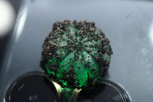 Melone verde smeraldo - , naturale